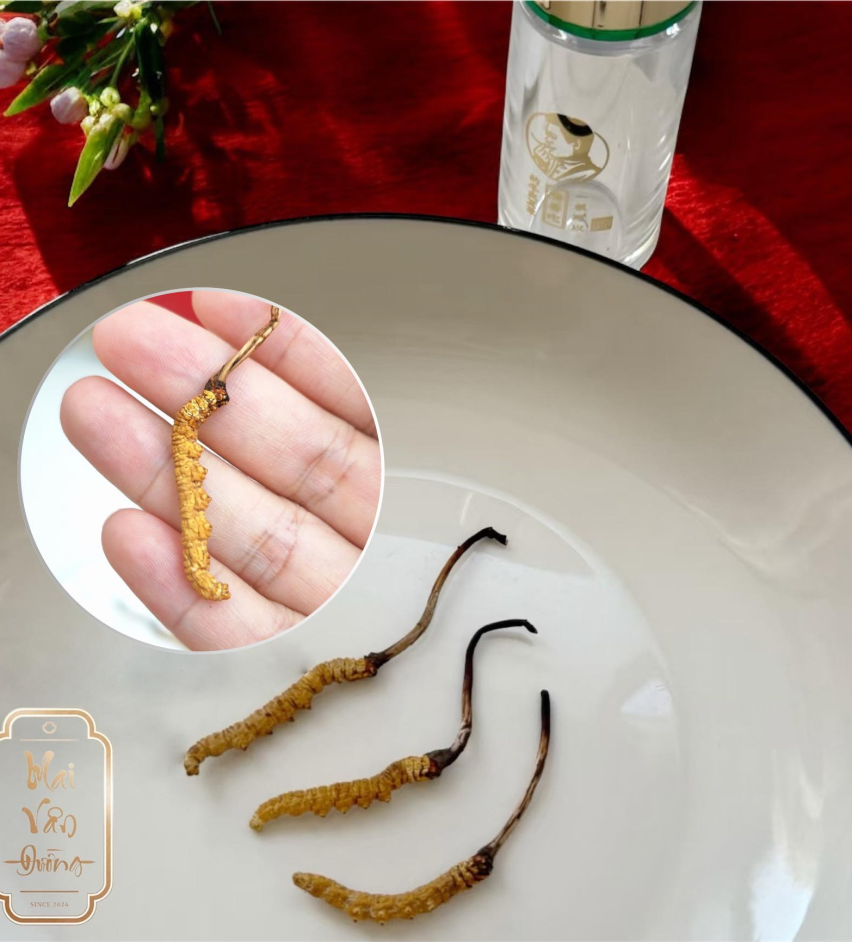 ĐÔNG TRÙNG HẠ THẢO 