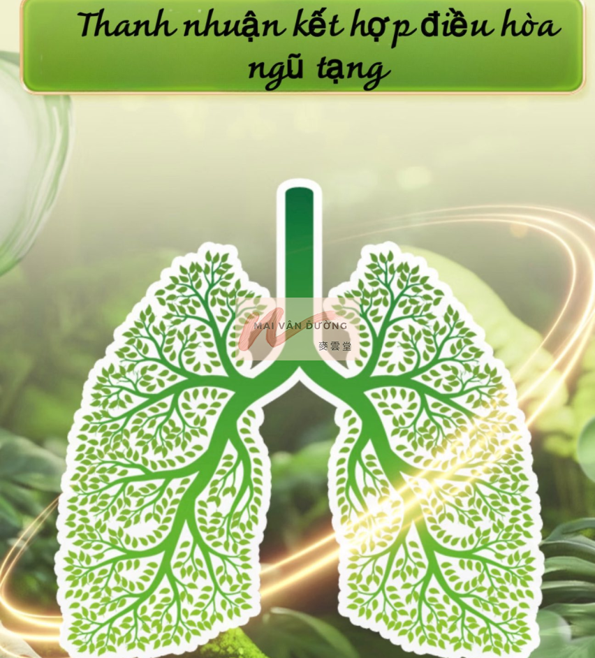 TRÀ LINH CHI CÚC HOA - DƯỠNG GAN 
